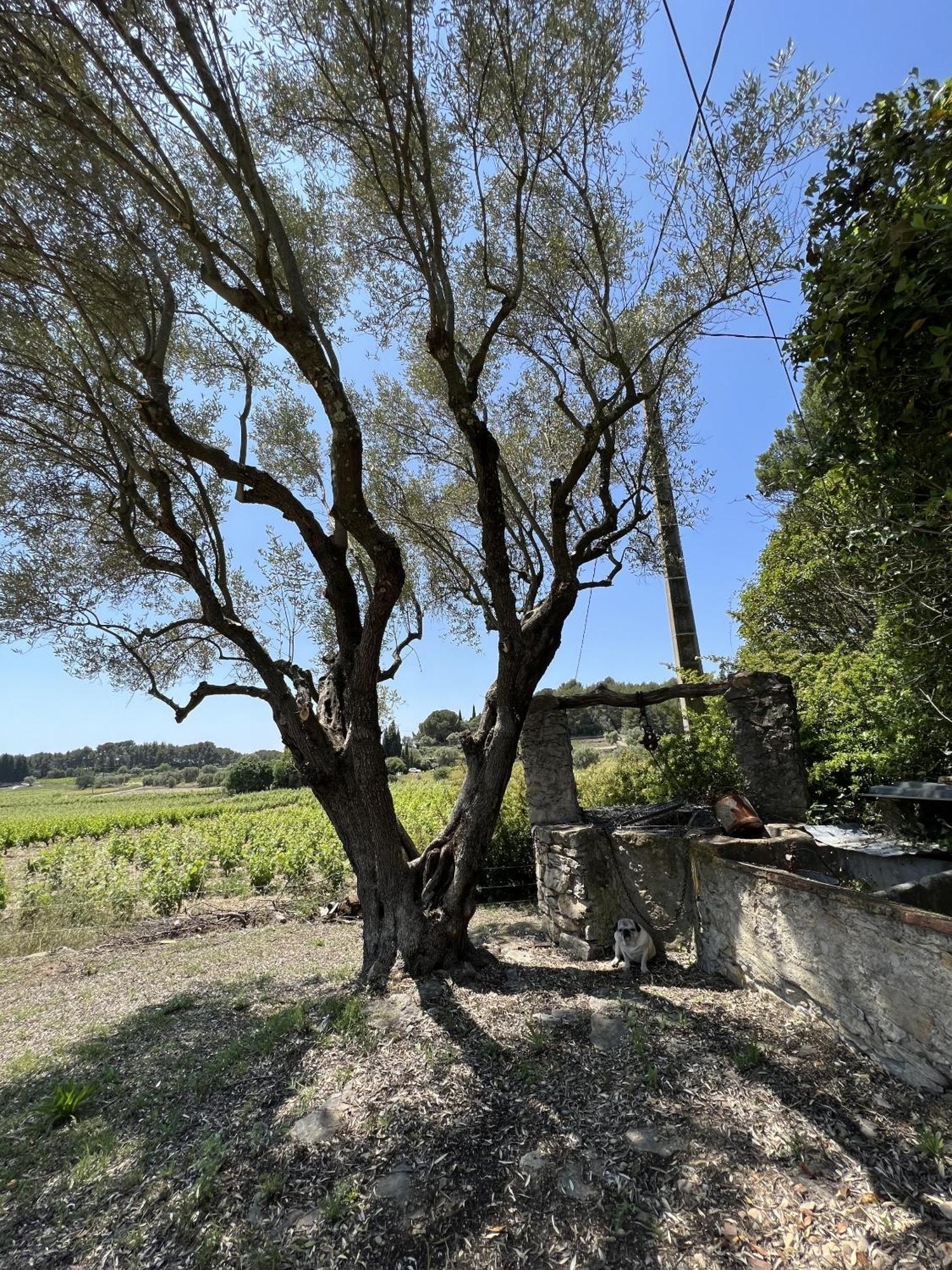 Le Mas Golie Le Castellet  Exterior foto